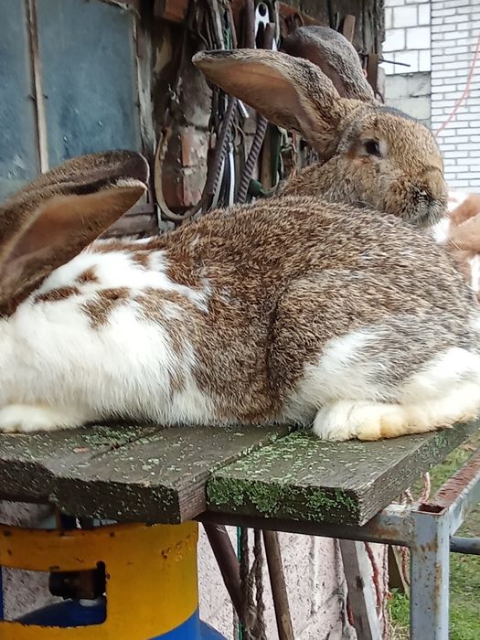 Młode króliki na sprzedaż