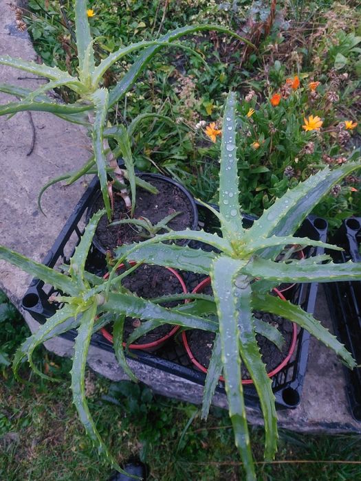 Колюча   квітка  АЛОЕ .  Район  Лялі Убийвовк.