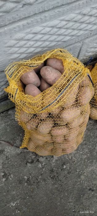 Ziemniaki jadalne odmiany Soraya i Oberon(czerwone)