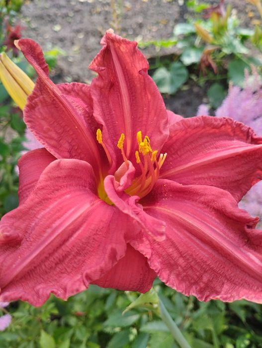 У продажу садові квіти, ліатріси двох кольорів