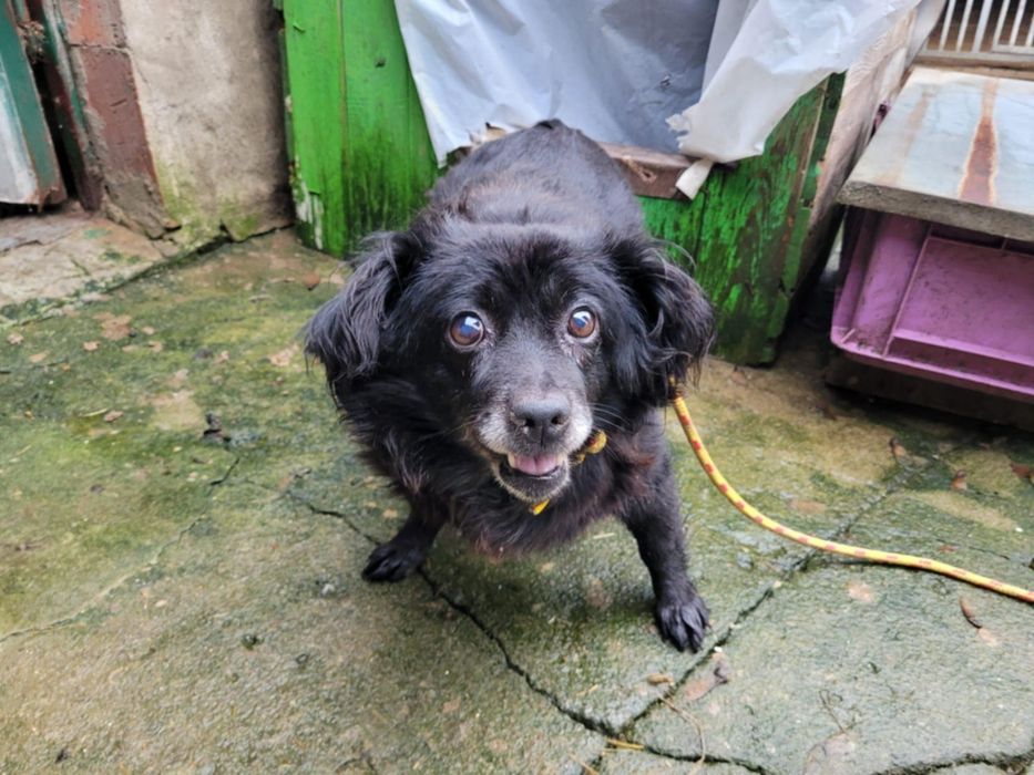 Malutka Megi do adopcji