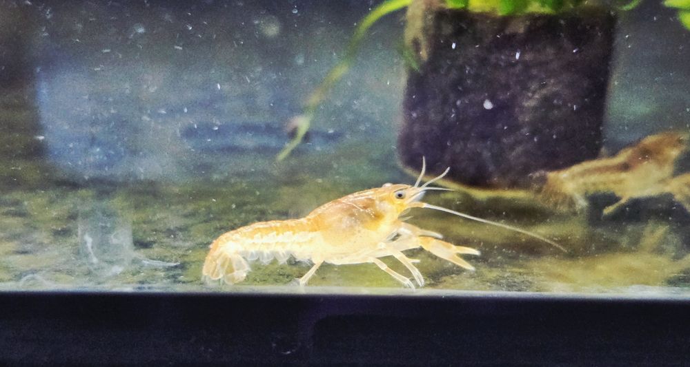 Raczek CPO  (Cambarellus patzcuarensis orange)