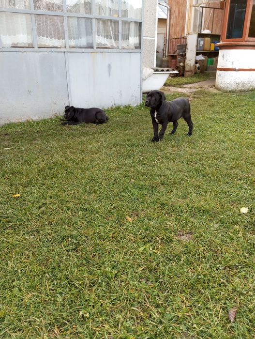 Цуценята Кане-Корсо