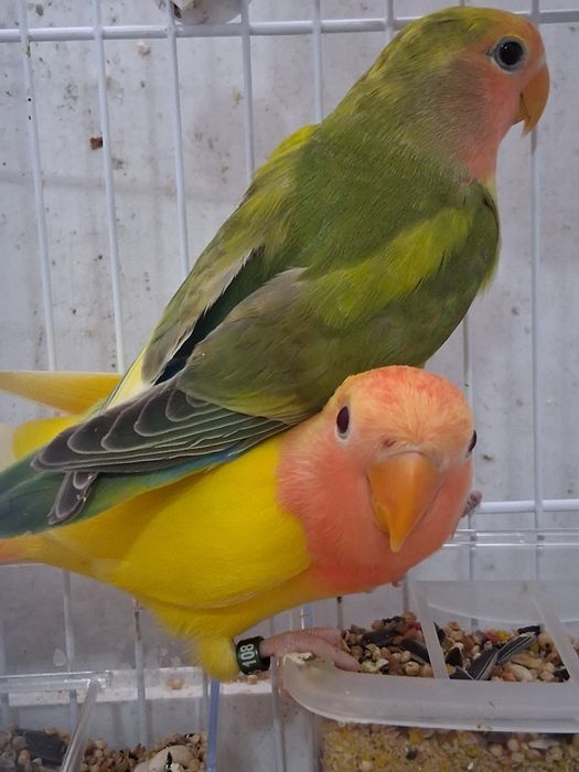 2 roseicollis novos fêmeas