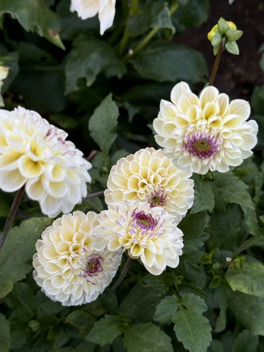 Жоржини помпонні Cherish, Tam Tam, Cornel Bronze, Rocco