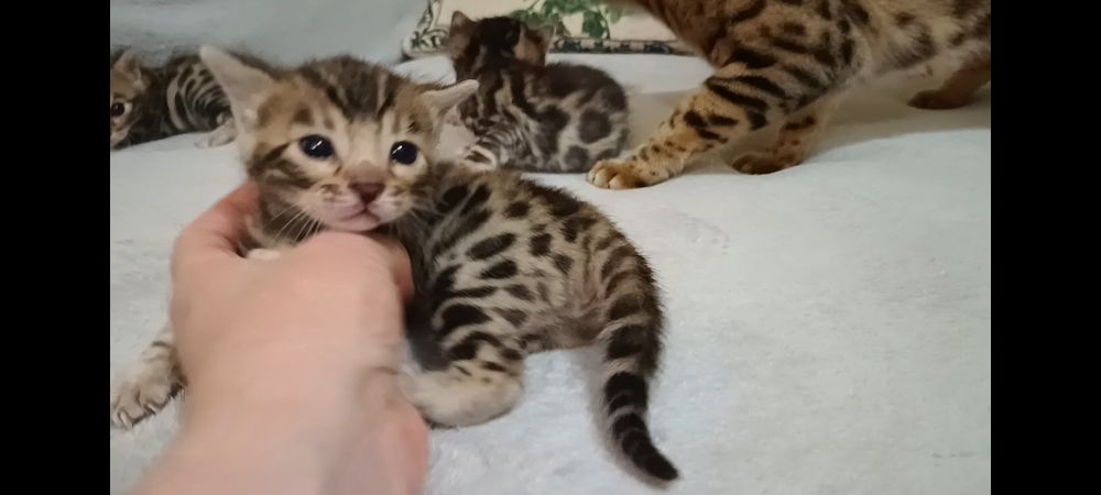 бенгальские котята, бенгальські кошенята, бенгали
