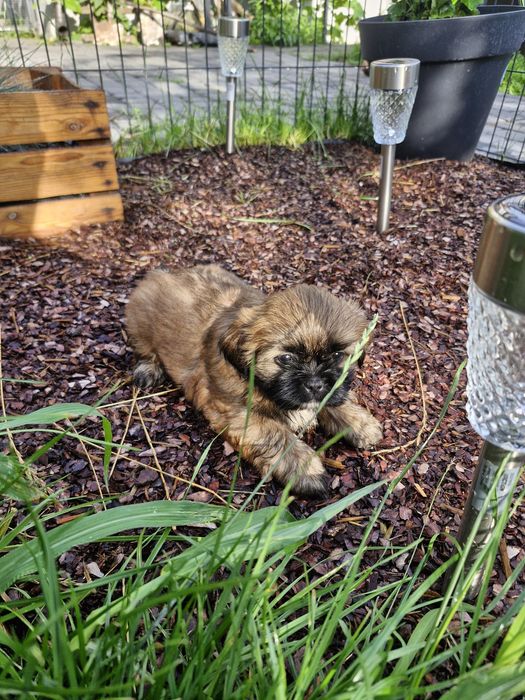 Shih tzu piesek gotowy do zmiany domu