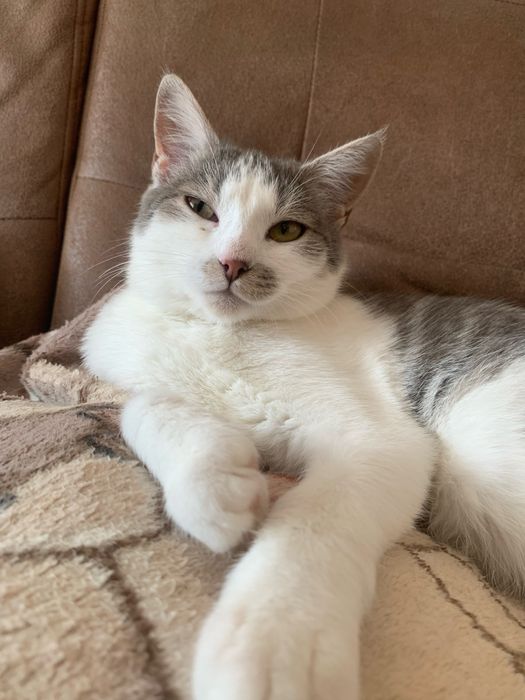 Відамо кішку в добрі руки