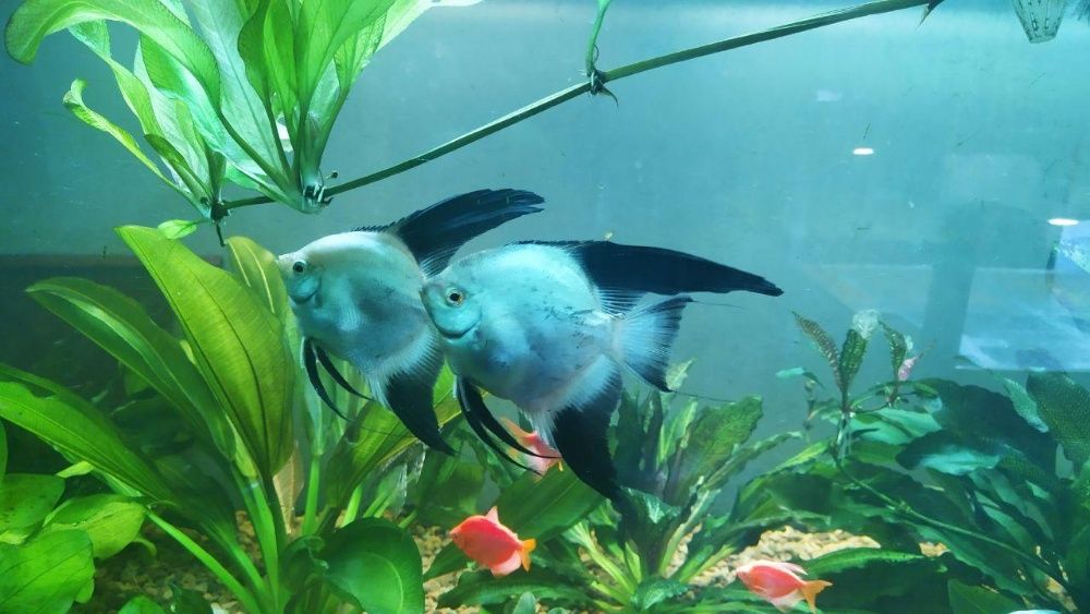 Скалярії  (angel fish)