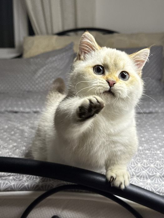 Мальчик манчкин золотой поинт