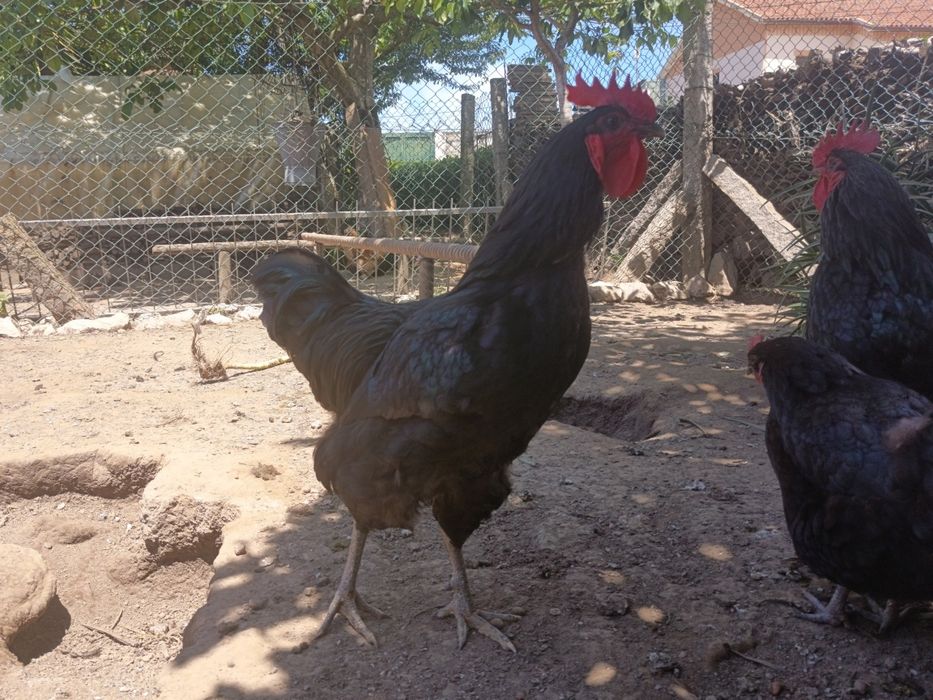 Vendo Galo Puro da raça Jersey Gigante Negro