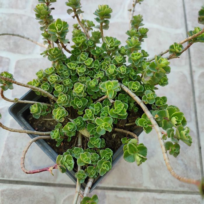 Набір садових очитків.