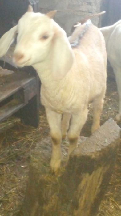 Козенята 75% ан 25заан