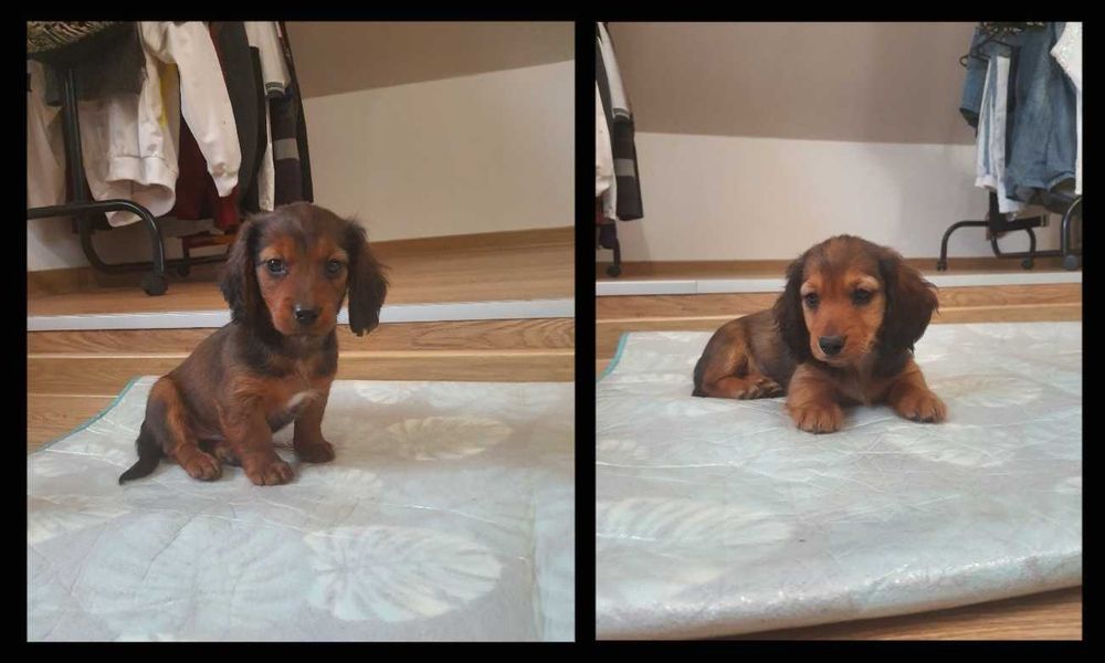 Jamnik długowłosy miniaturowy