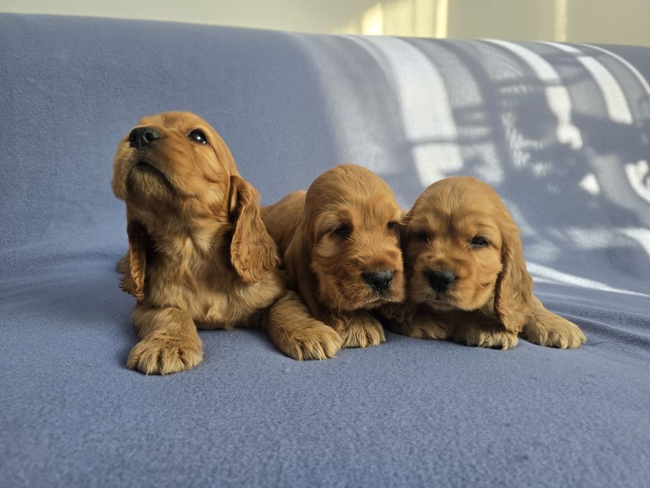 Cocker Spaniel Angielski! Złoty szczeniak!