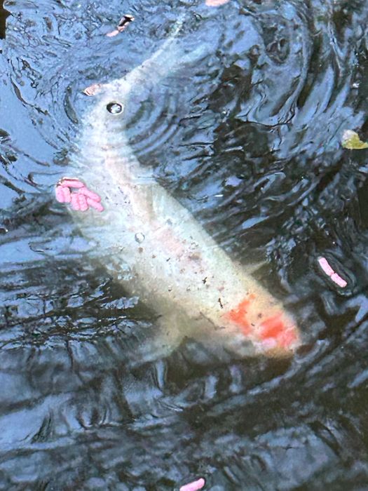 Рибки Кої, карп Кои