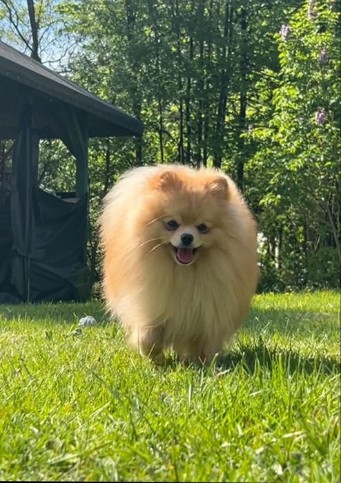 Pomeranian krycie - reproduktorr Aston
