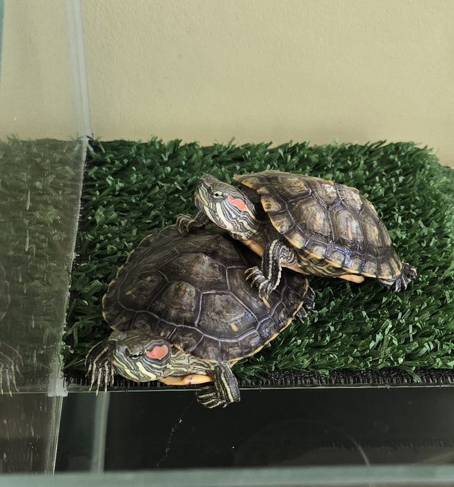 Червоновухі чепепахи