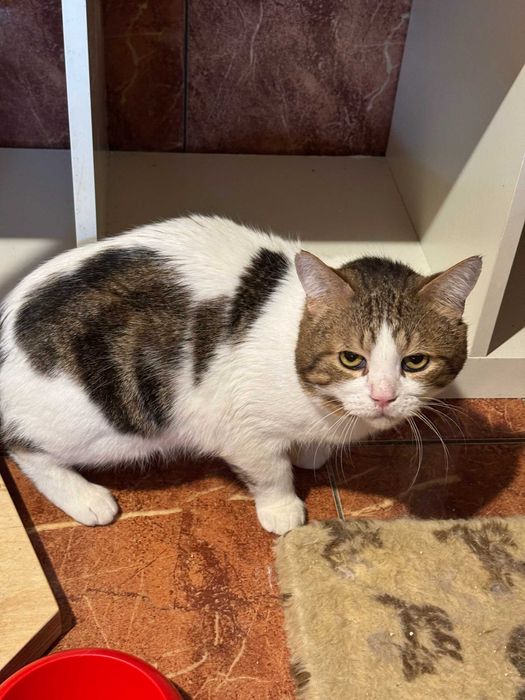 Chanel - odebrany od zbieraczki z tragicznych warunków