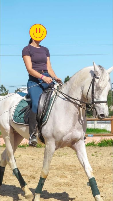 Cavalo cruzado de árabe