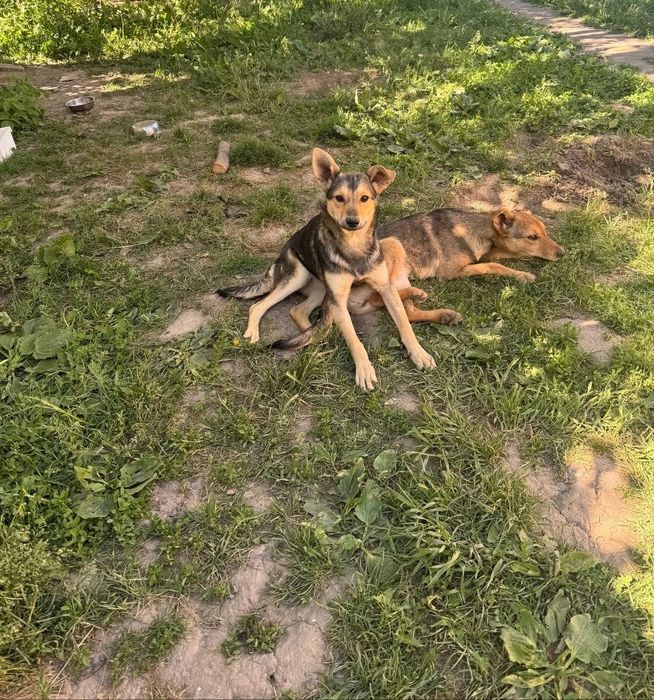 Віддам в добрі руки!