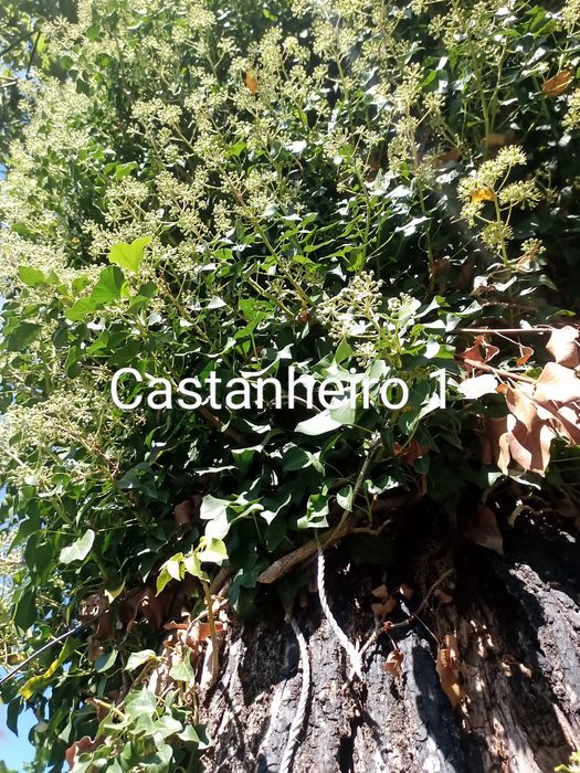 Castanheiros para madeira pela melhor oferta