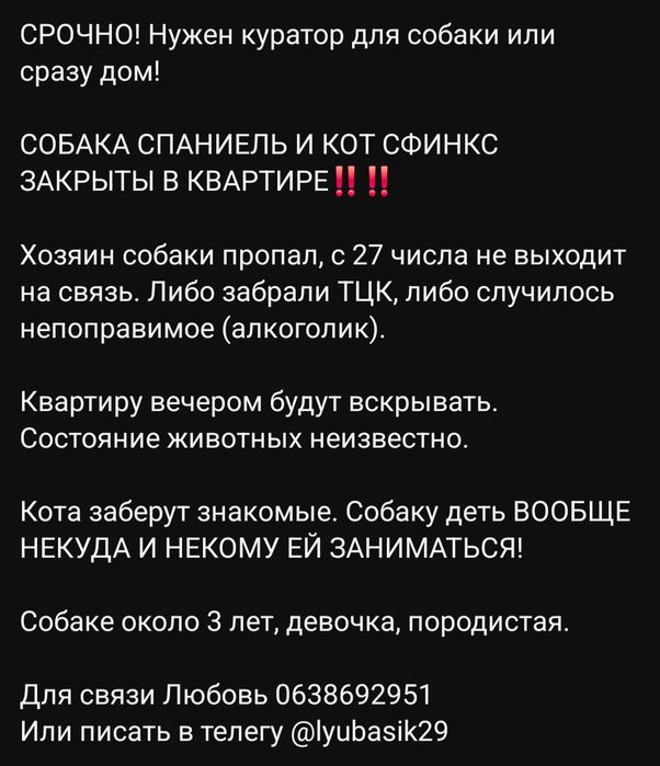 Отдам даром в добрые руки собаку породы спаниель
