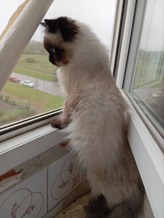Продам котик Невский Маскарадный