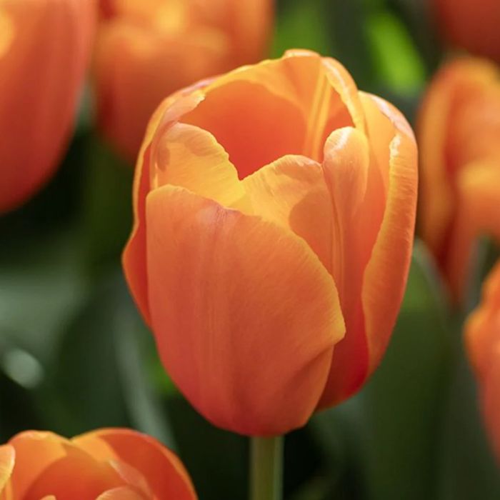 Tulipany cebulki z Holandii