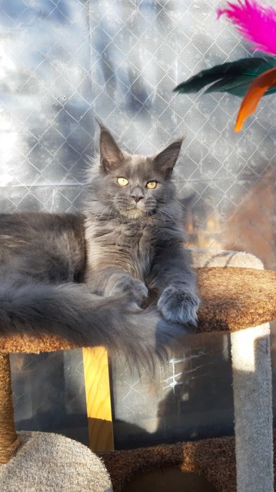 Maine coon Мейн-кун мальчик