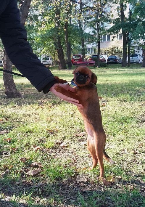 малий брабансон (гриффон), цуценята