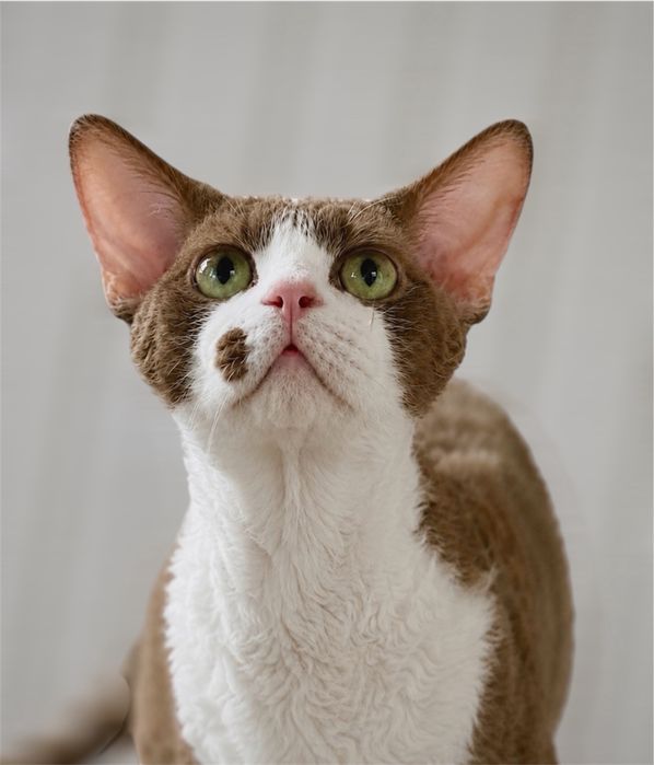 Devon Rex cinnamon, wyjątkowy kocurek JULIUS Hasu’Neko*PL