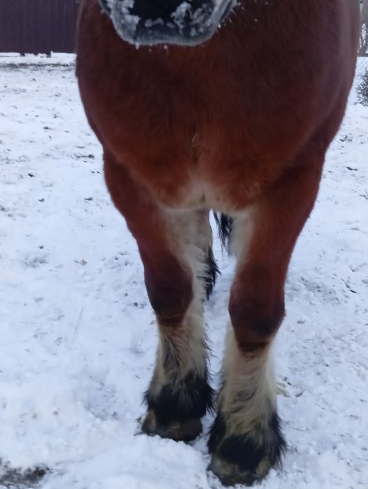 Konie zimnokrwiste klacz 3 lata