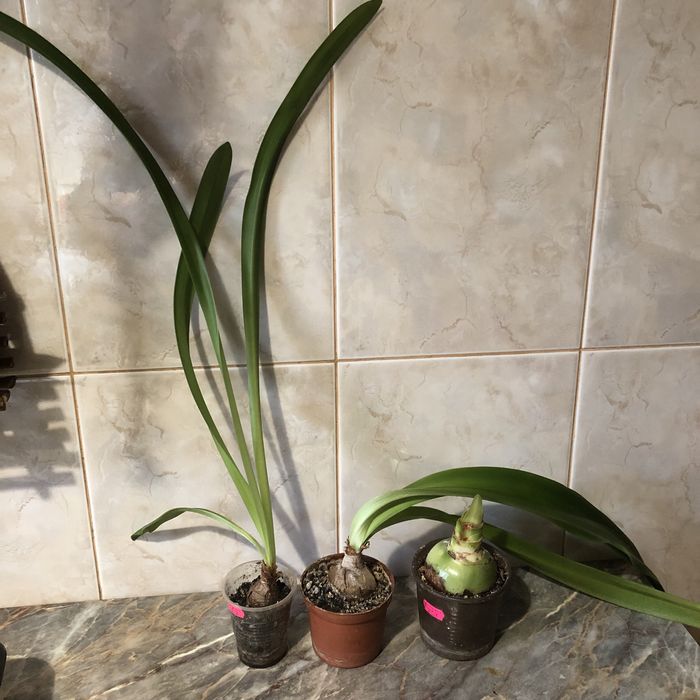 Гиппеаструм Charisma x Dansing Queen