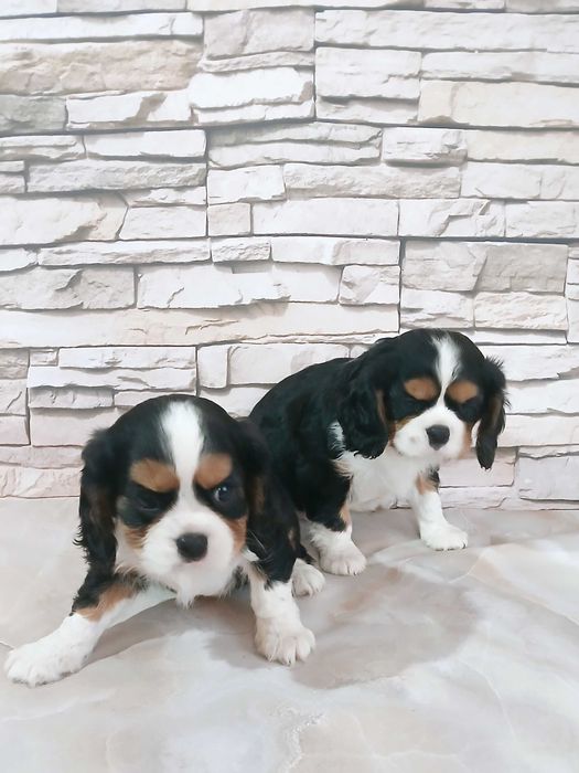 suczka Cavalier king charles spaniel 10 tyg.
