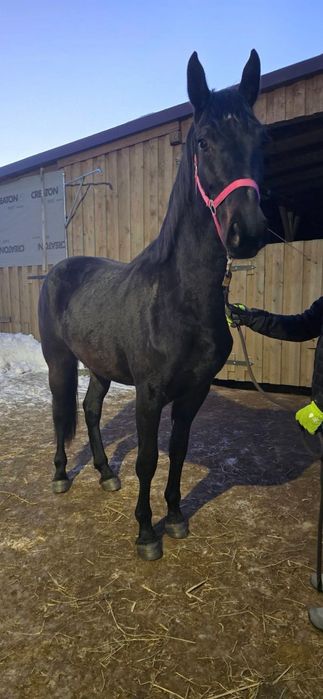 Klacz PKS z paszportem AES