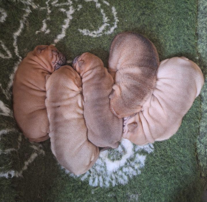 Shar pei, szczenię, suczka ZKwP/FCI