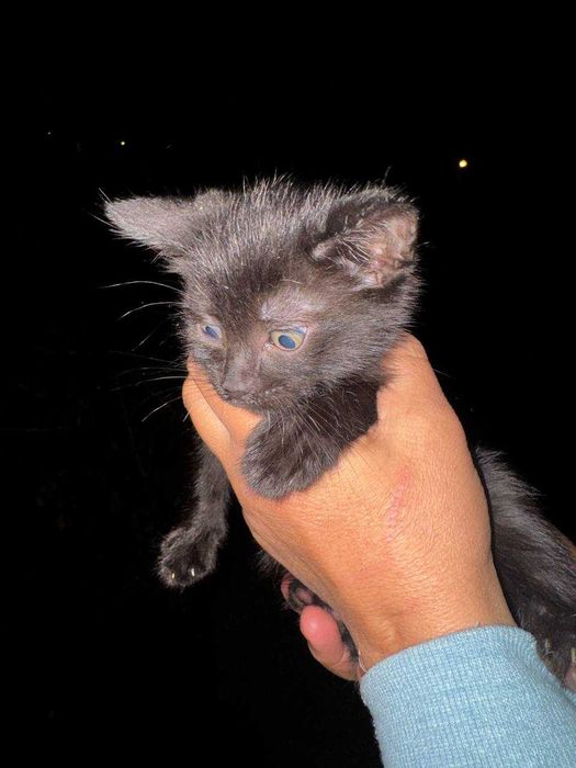 Отдам котят в хорошие руки