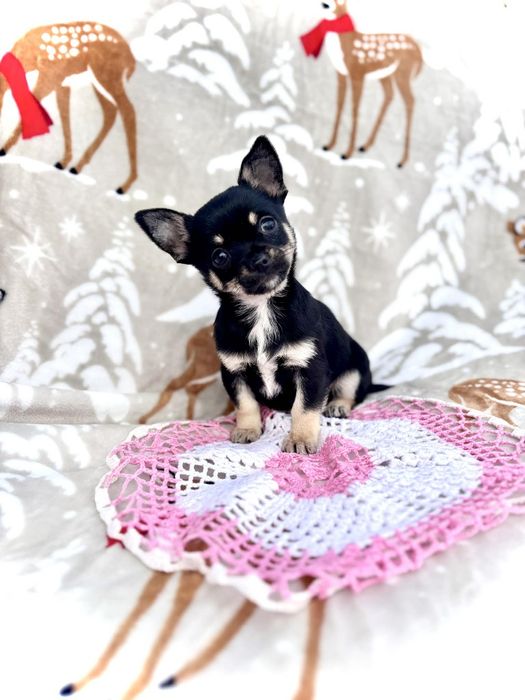 Piękny piesek rasy chihuahua czarno podpalany