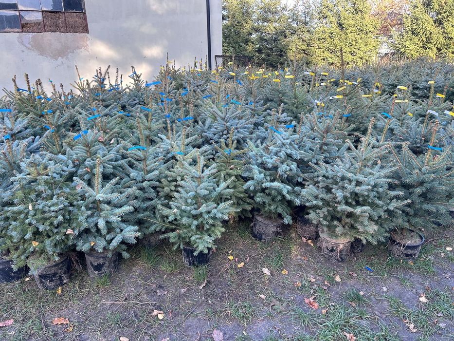 Świerk w doniczkach różne wysokości , nasadzenia