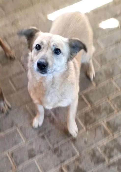 Ajka do adopcji!