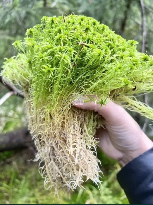 Мох болотяний сфагнум