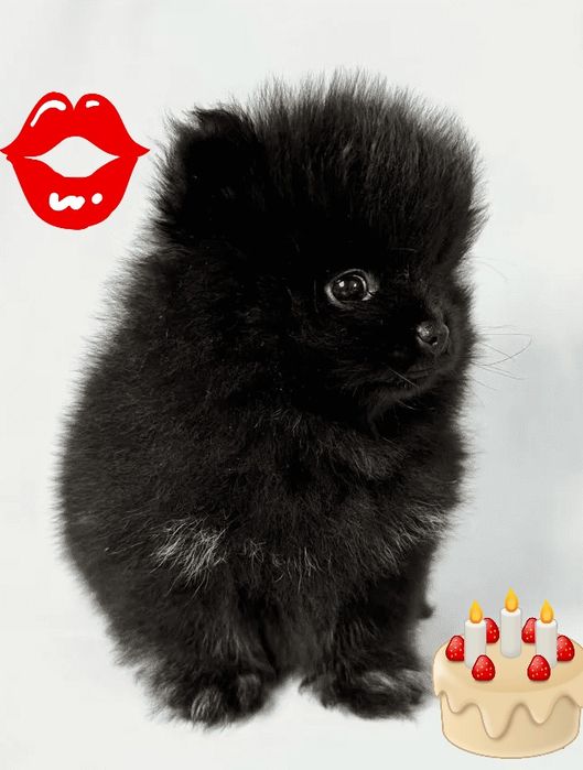 Spitz Lulu SUPERMINI machinho