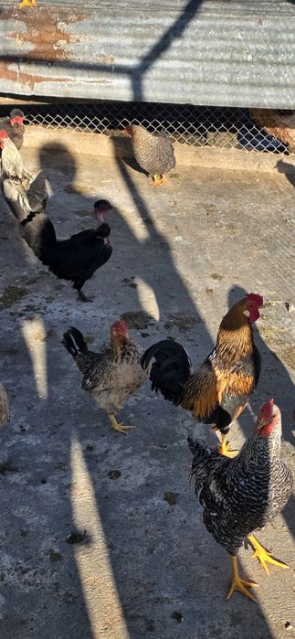 Vendo garnizas e garnizos