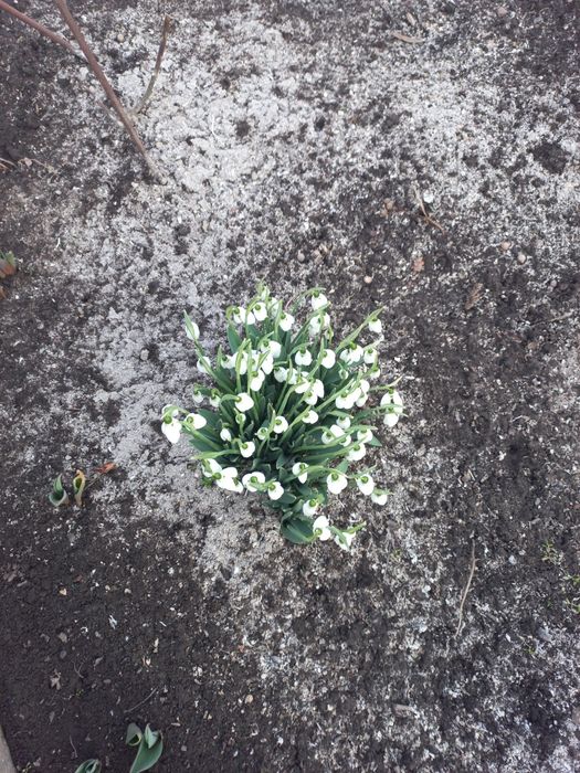 Перші весняні квіти