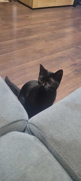 Roczna kotka szuka domu zastępczego