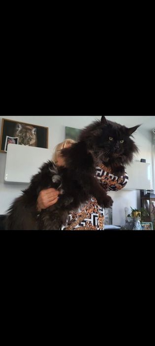 Maine coon Kotka czarna