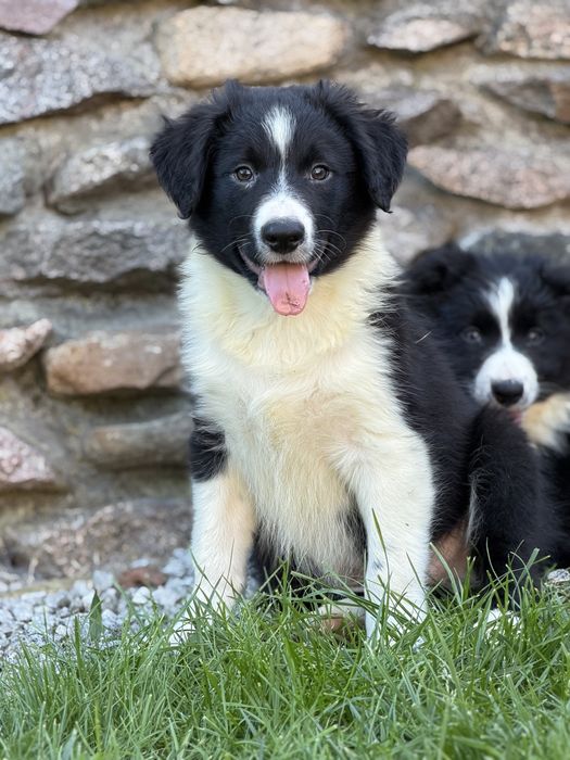 Piesek border collie czarno biały