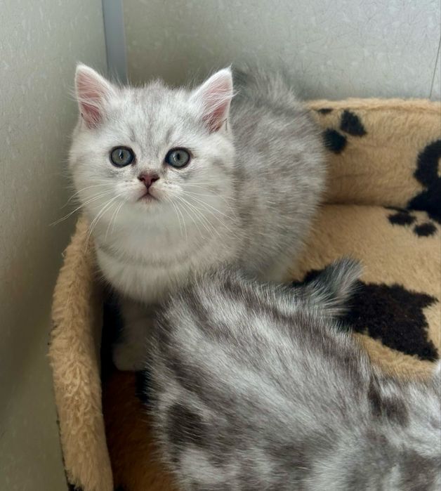 Продам кошеняток