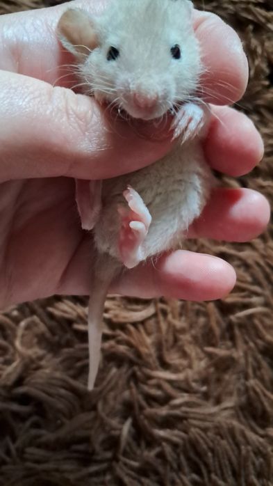 Пацюки кучеряві дамбо  рекс.